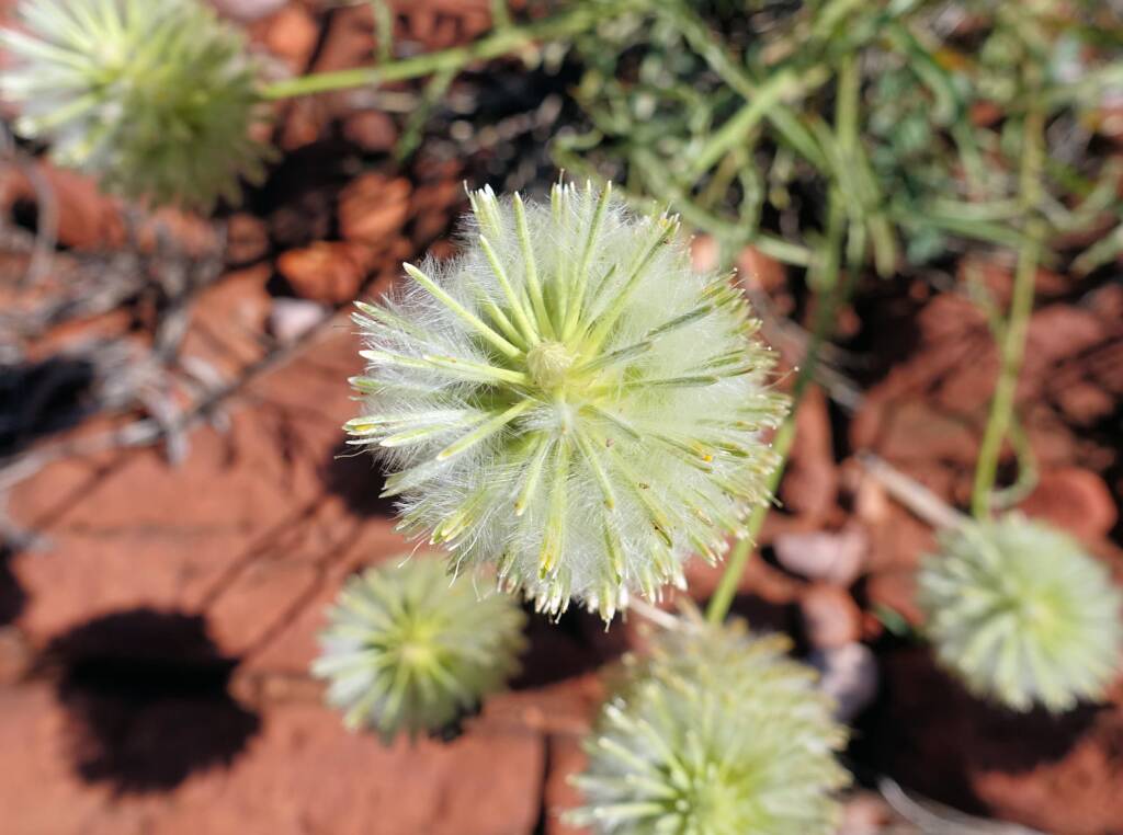 Green Pussytail (Ptilotus macrocephalus)