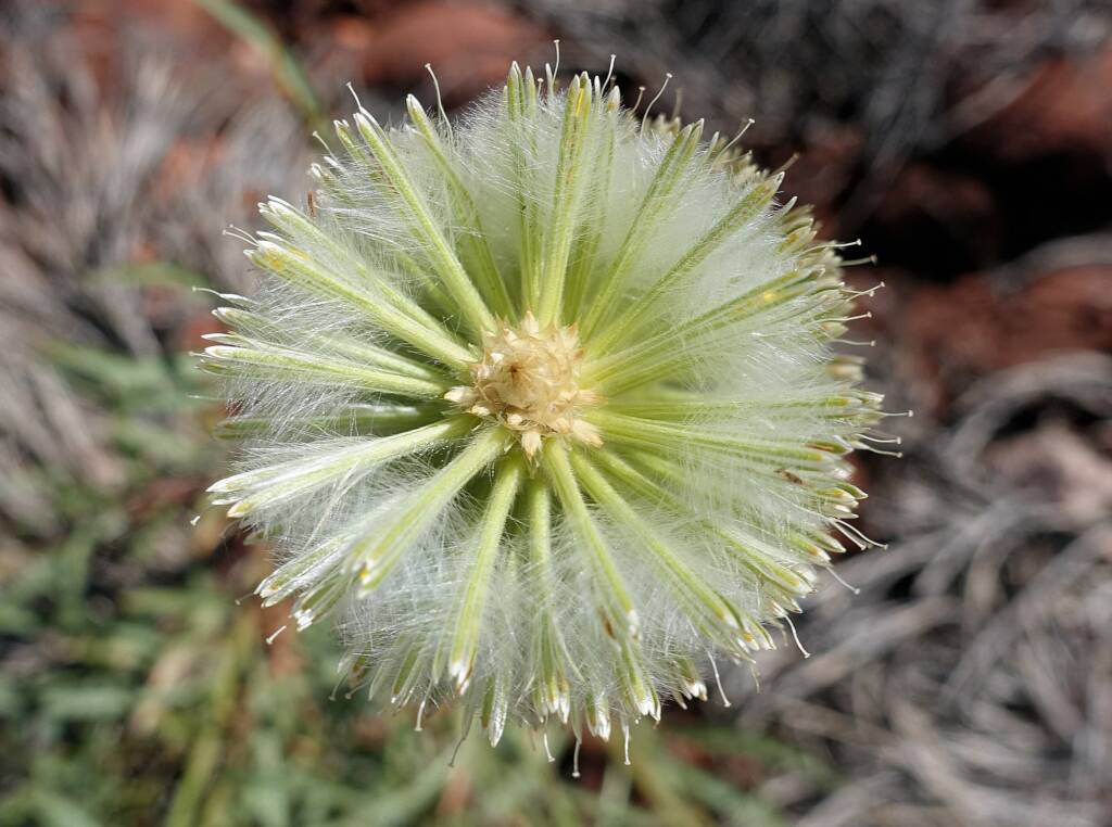 Green Pussytail (Ptilotus macrocephalus)