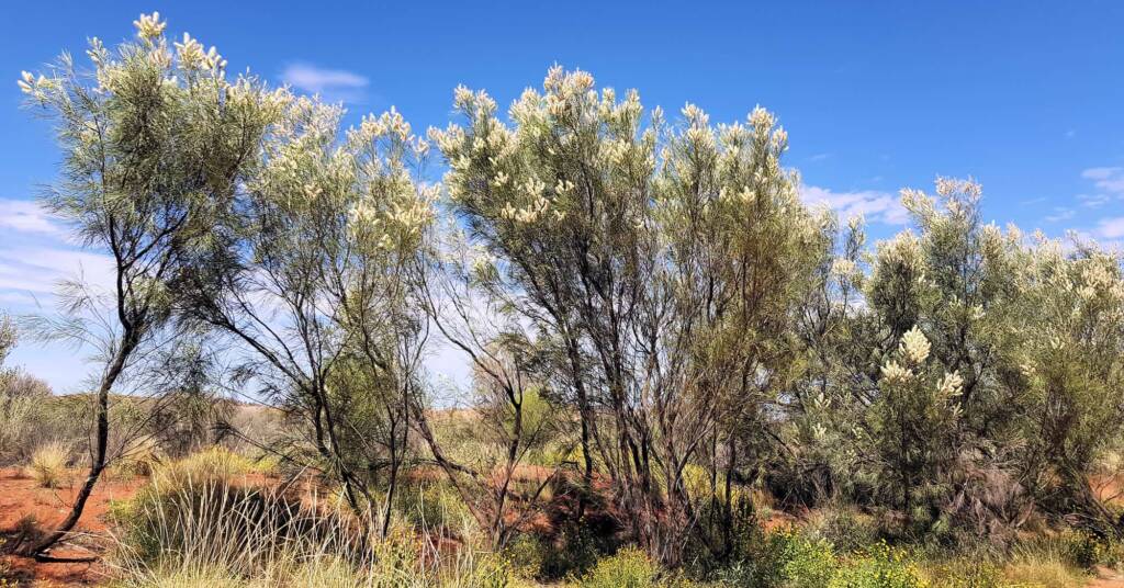 White Spider Flower (Grevillea albiflora), Alice Springs Desert Park