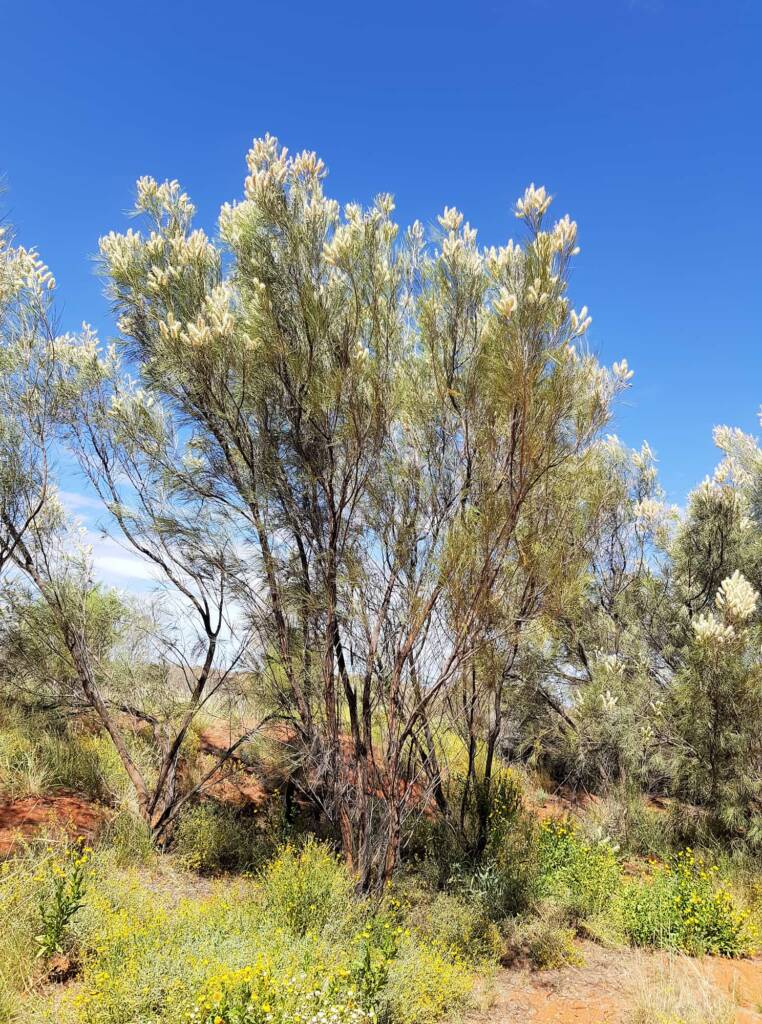 White Spider Flower (Grevillea albiflora), Alice Springs Desert Park
