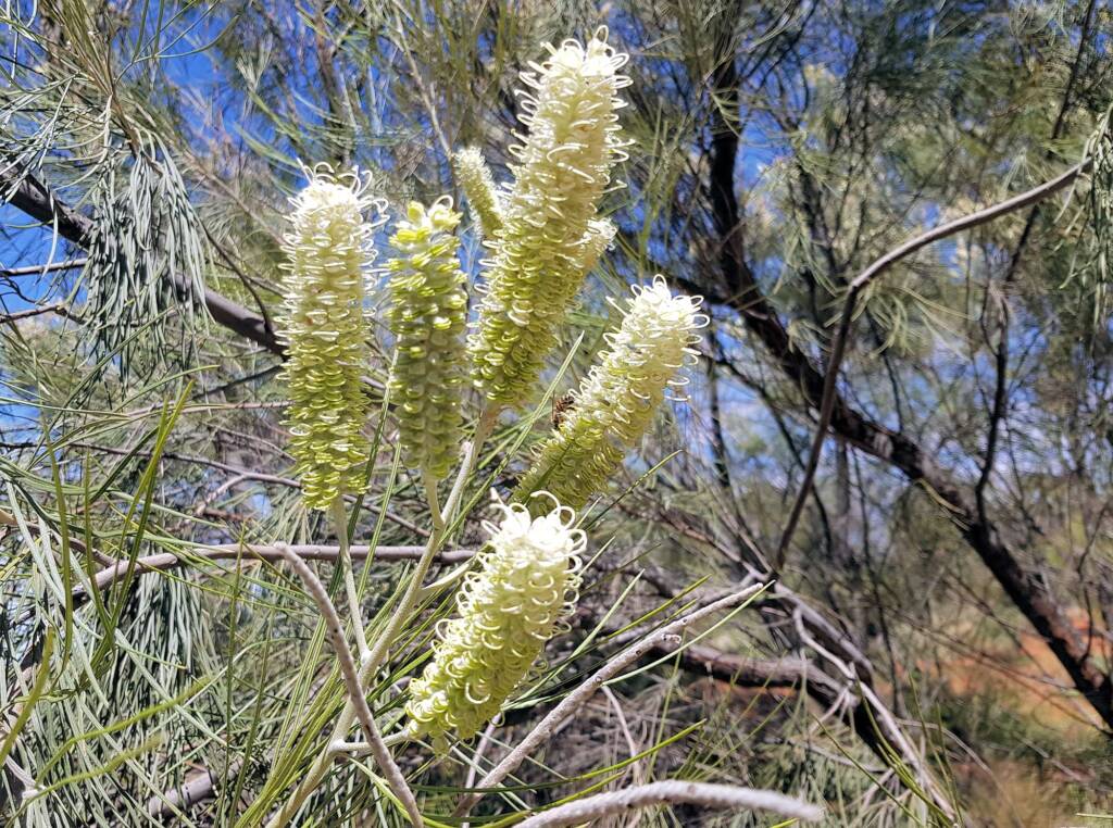 White Spider Flower (Grevillea albiflora), Alice Springs Desert Park