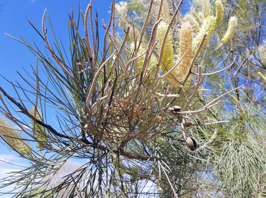 White Spider Flower (Grevillea albiflora), Alice Springs Desert Park