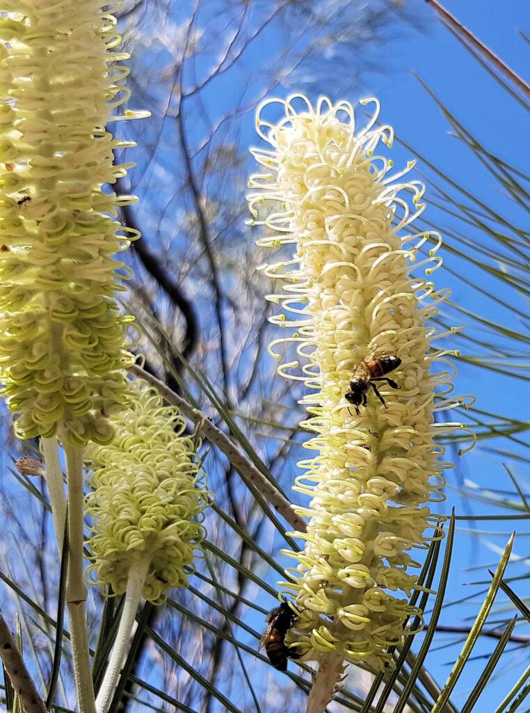 White Spider Flower (Grevillea albiflora), Alice Springs Desert Park