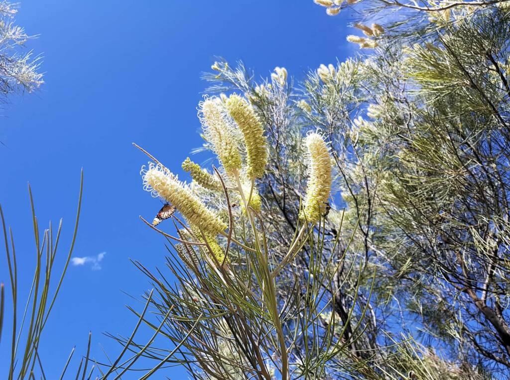 White Spider Flower (Grevillea albiflora), Alice Springs Desert Park