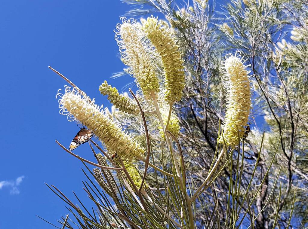 White Spider Flower (Grevillea albiflora), Alice Springs Desert Park