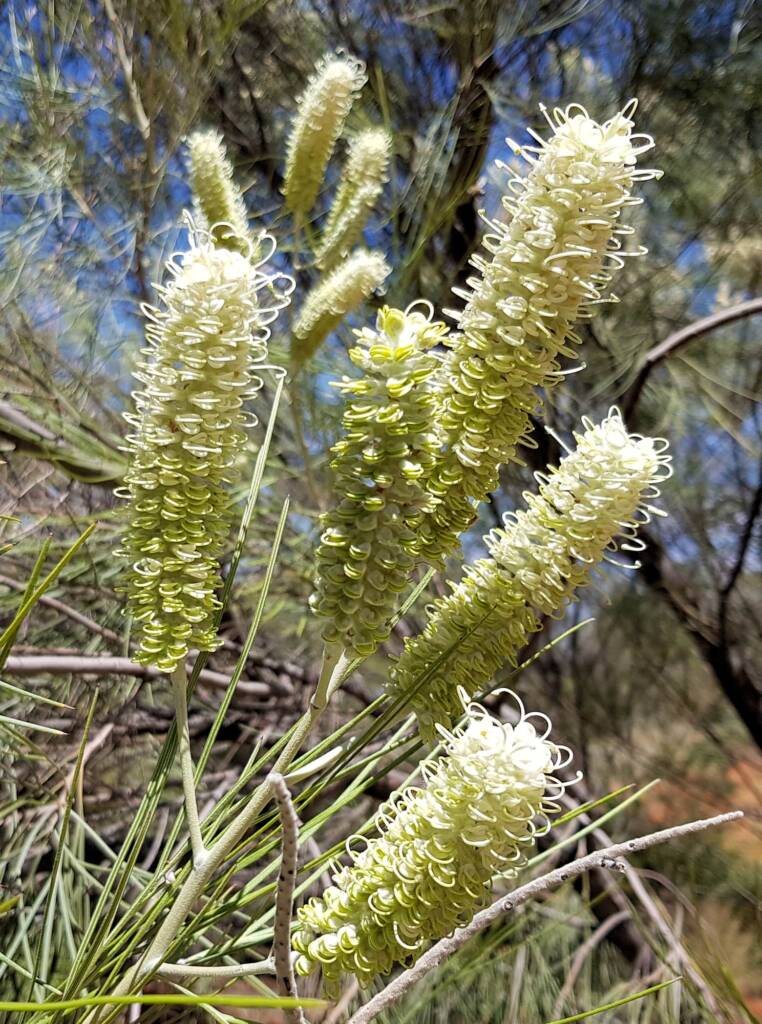 White Spider Flower (Grevillea albiflora), Alice Springs Desert Park