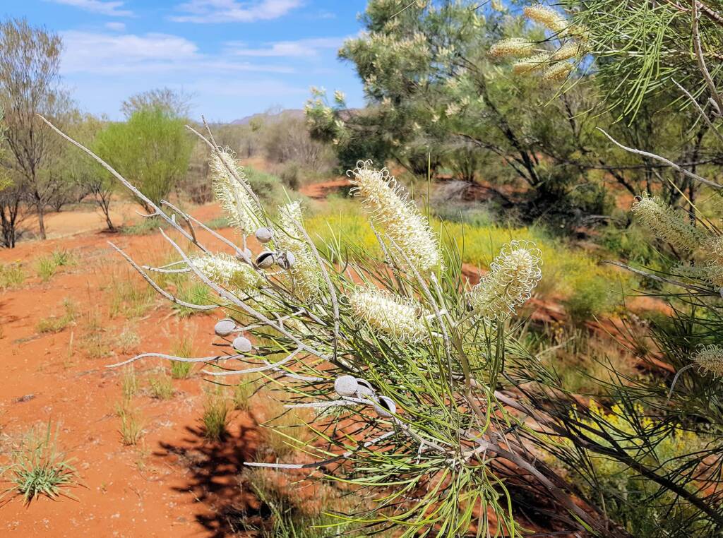 White Spider Flower (Grevillea albiflora), Alice Springs Desert Park