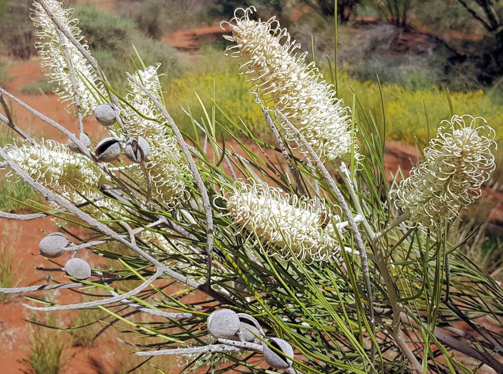 White Spider Flower (Grevillea albiflora), Alice Springs Desert Park