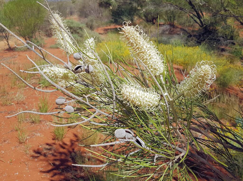 White Spider Flower (Grevillea albiflora), Alice Springs Desert Park