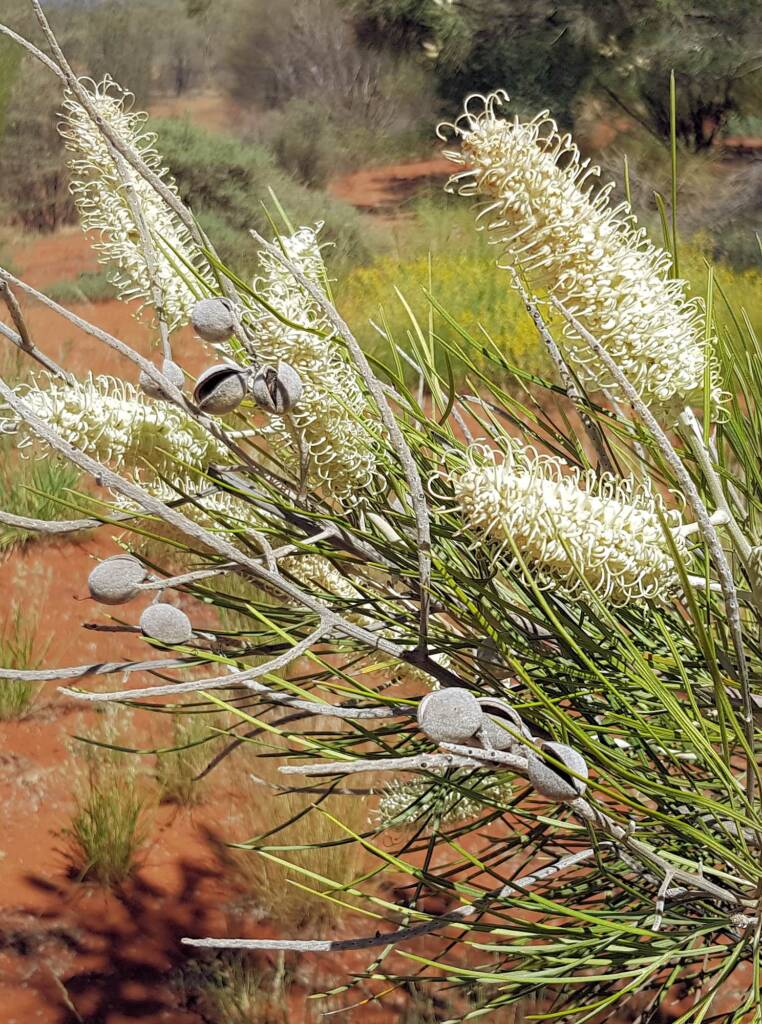 White Spider Flower (Grevillea albiflora), Alice Springs Desert Park