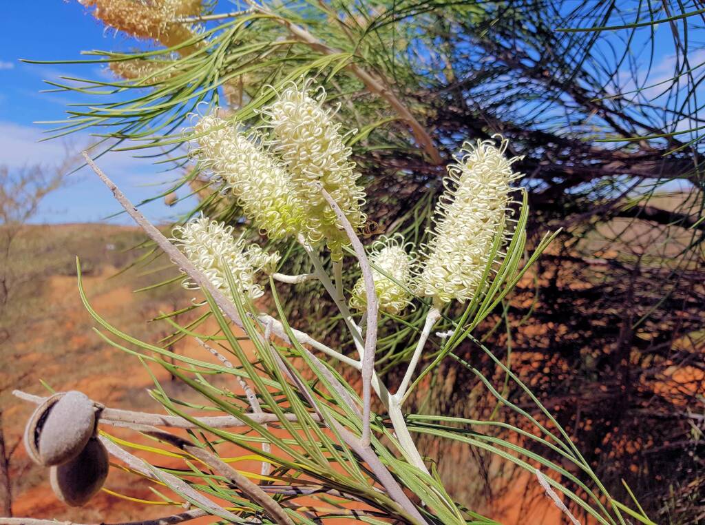 White Spider Flower (Grevillea albiflora), Alice Springs Desert Park