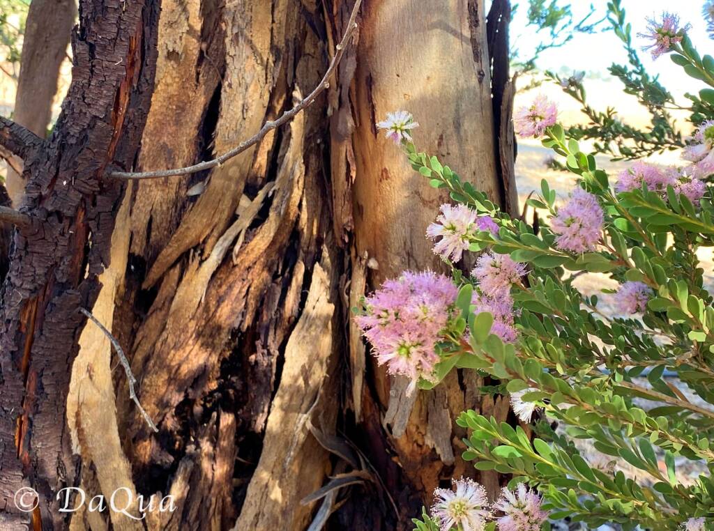 Home amongst the gum trees