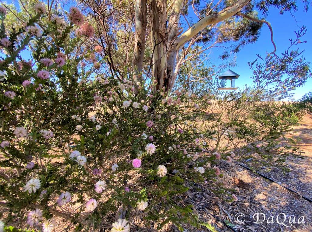 Home amongst the gum trees