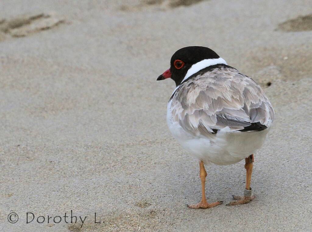 Hooded Plover (Thinornis cucullatus)