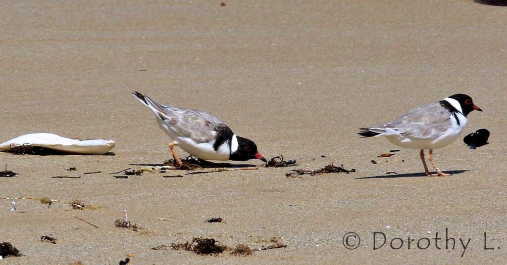 Hooded Plover (Thinornis cucullatus)