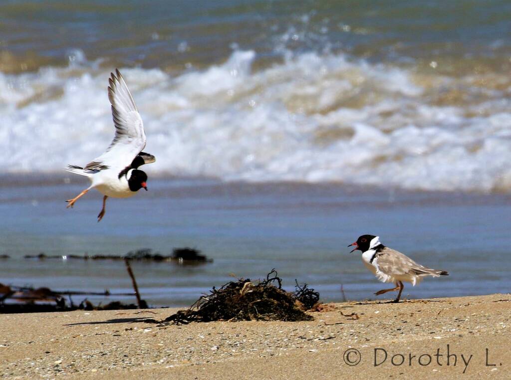 Hooded Plover (Thinornis cucullatus)
