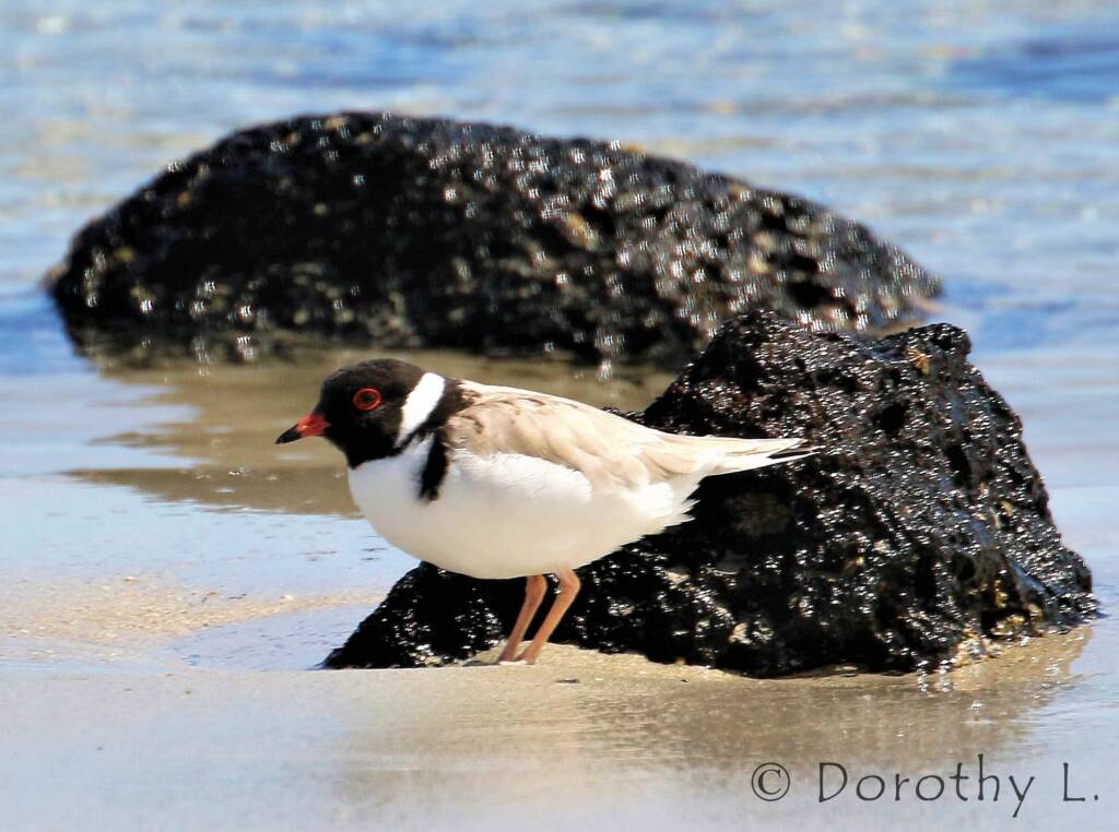 Hooded Plover (Thinornis cucullatus)