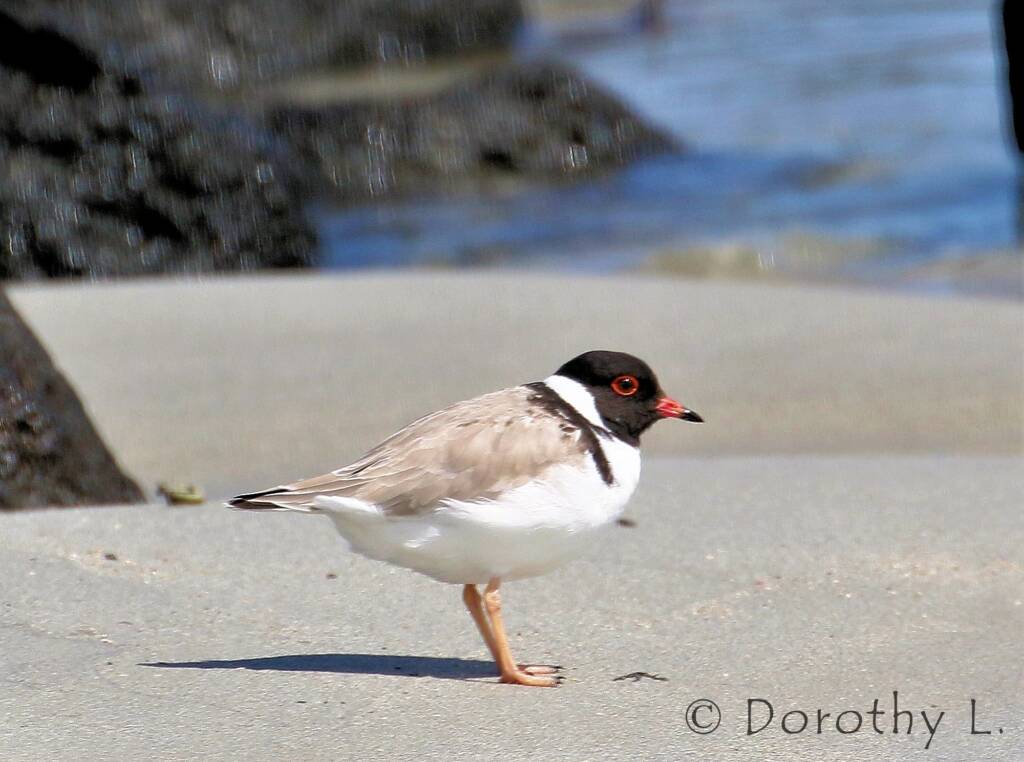 Hooded Plover (Thinornis cucullatus)