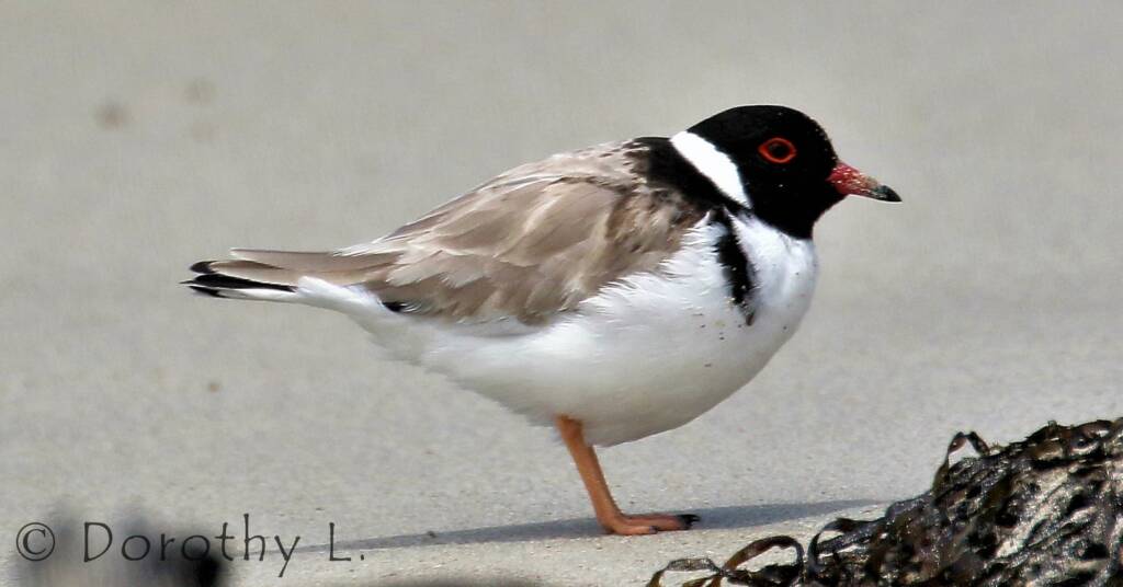 Hooded Plover (Thinornis cucullatus)