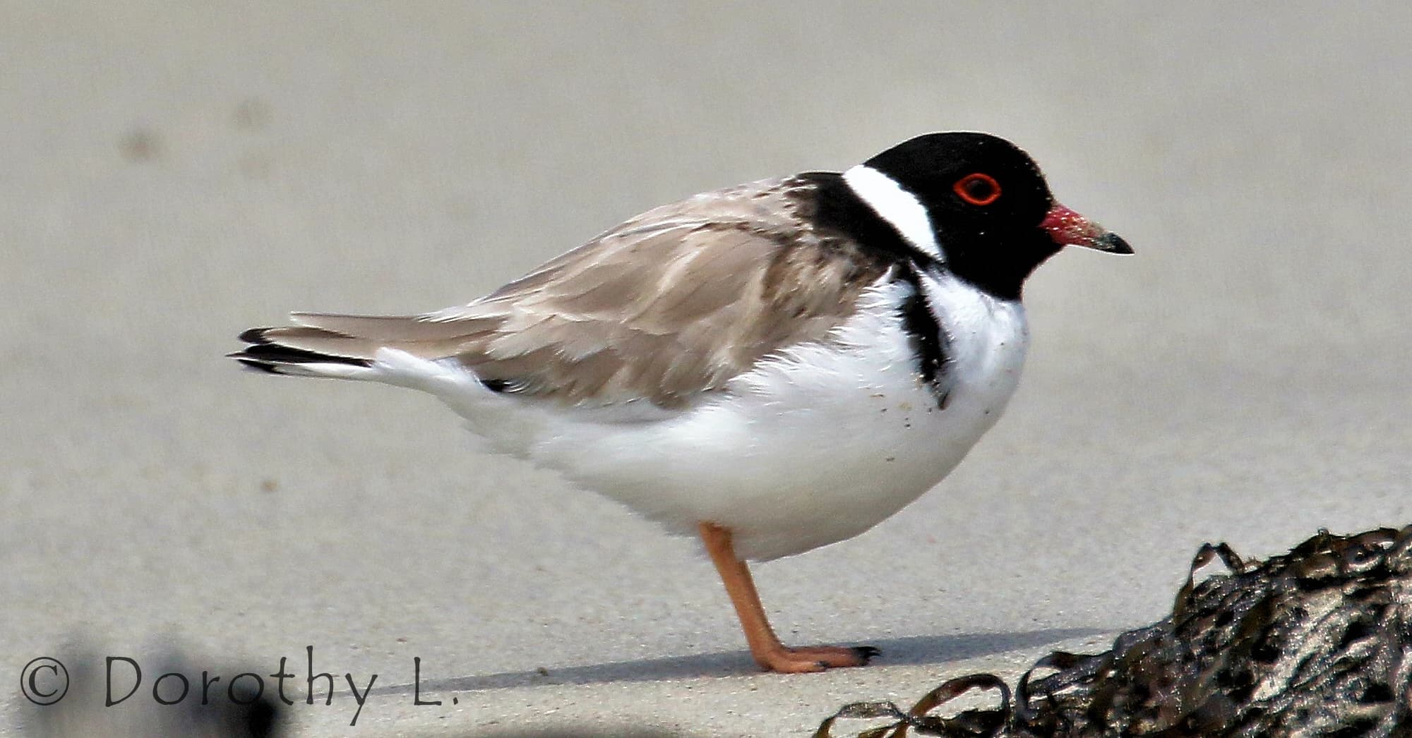 Hooded Plover (Thinornis cucullatus)