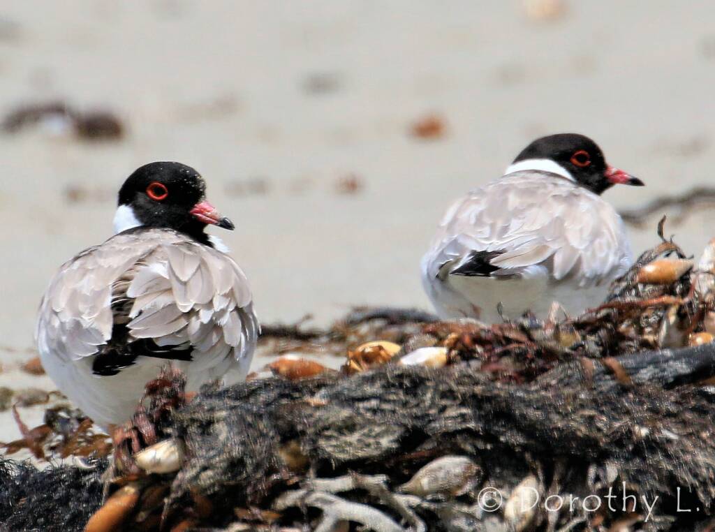 Hooded Plover (Thinornis cucullatus)
