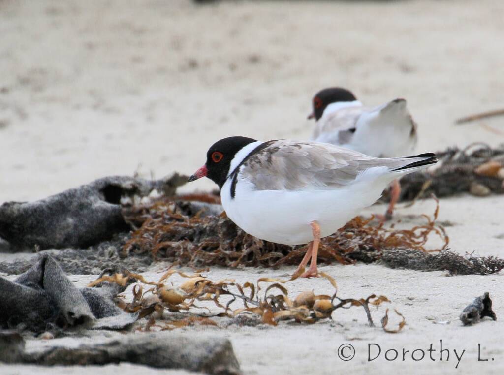 Hooded Plover (Thinornis cucullatus)