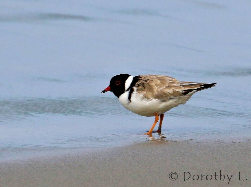 Hooded Plover (Thinornis cucullatus)