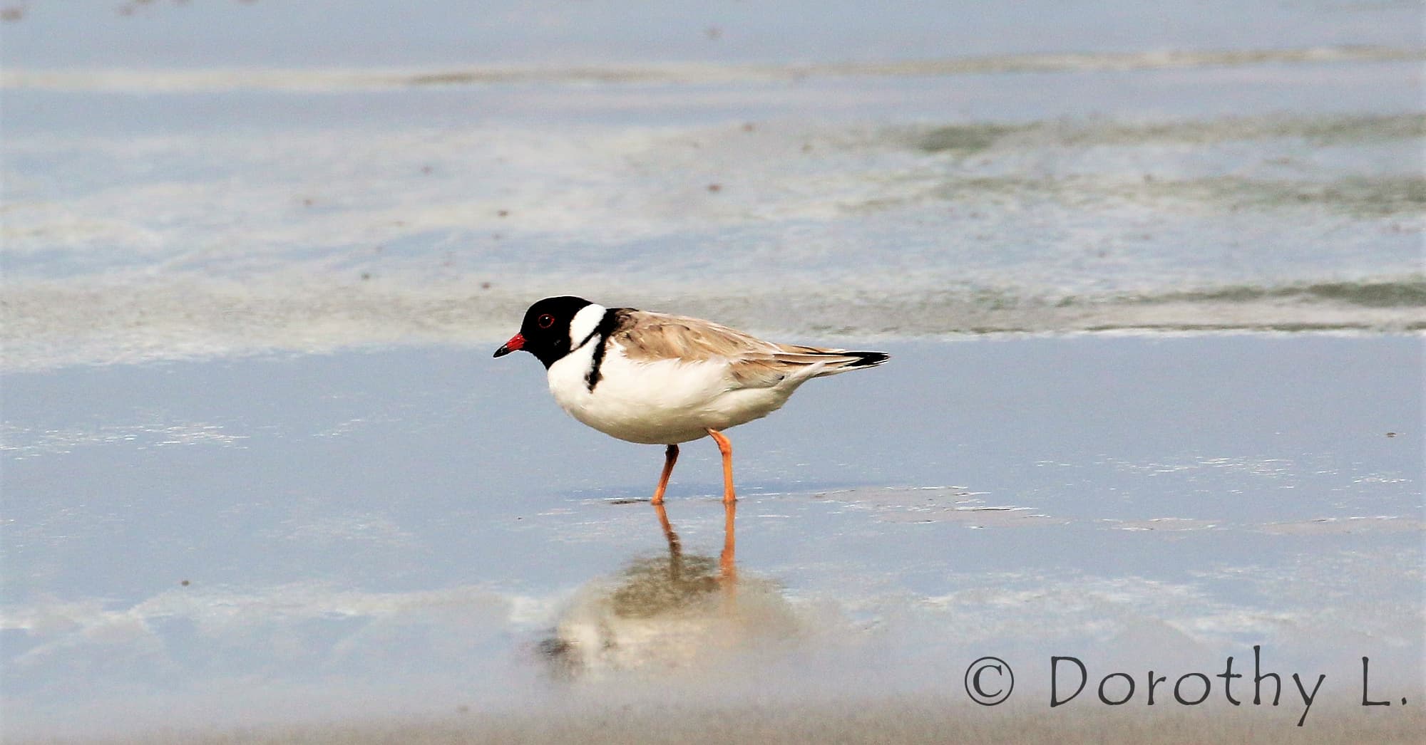 Hooded Plover (Thinornis cucullatus)
