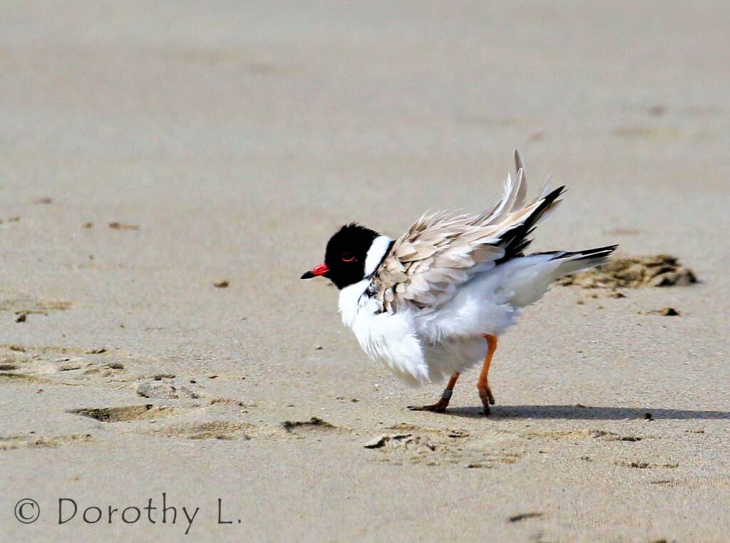 Hooded Plover (Thinornis cucullatus)