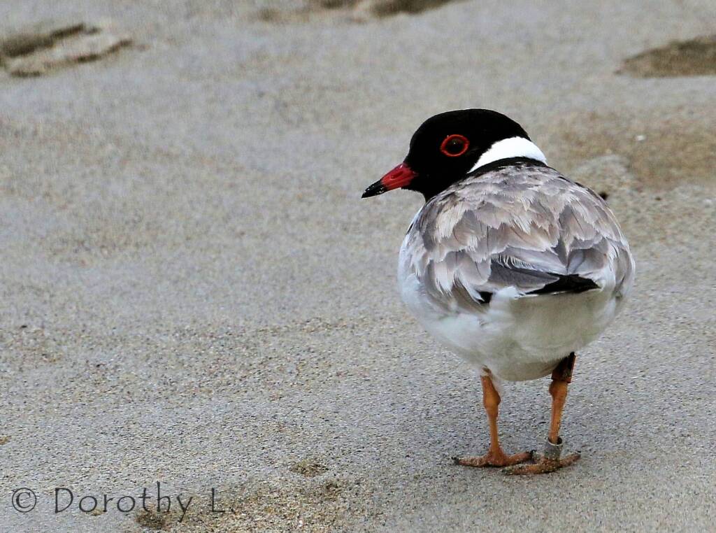 Hooded Plover (Thinornis cucullatus)