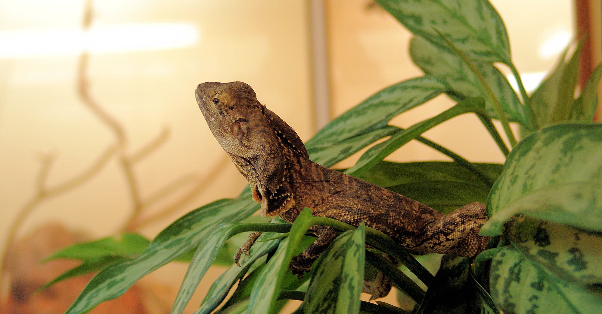 Juvenile Frilled Neck Lizard (Chlamydosaurus kingii)