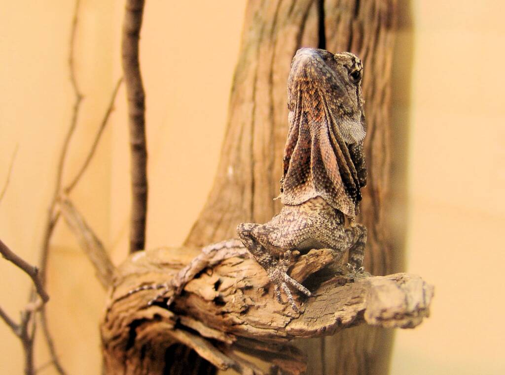 Juvenile Frilled Neck Lizard (Chlamydosaurus kingii)