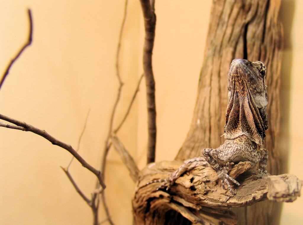 Juvenile Frilled Neck Lizard (Chlamydosaurus kingii)