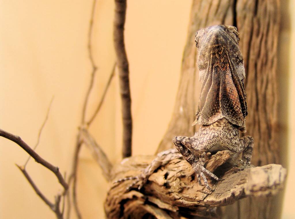 Juvenile Frilled Neck Lizard (Chlamydosaurus kingii)