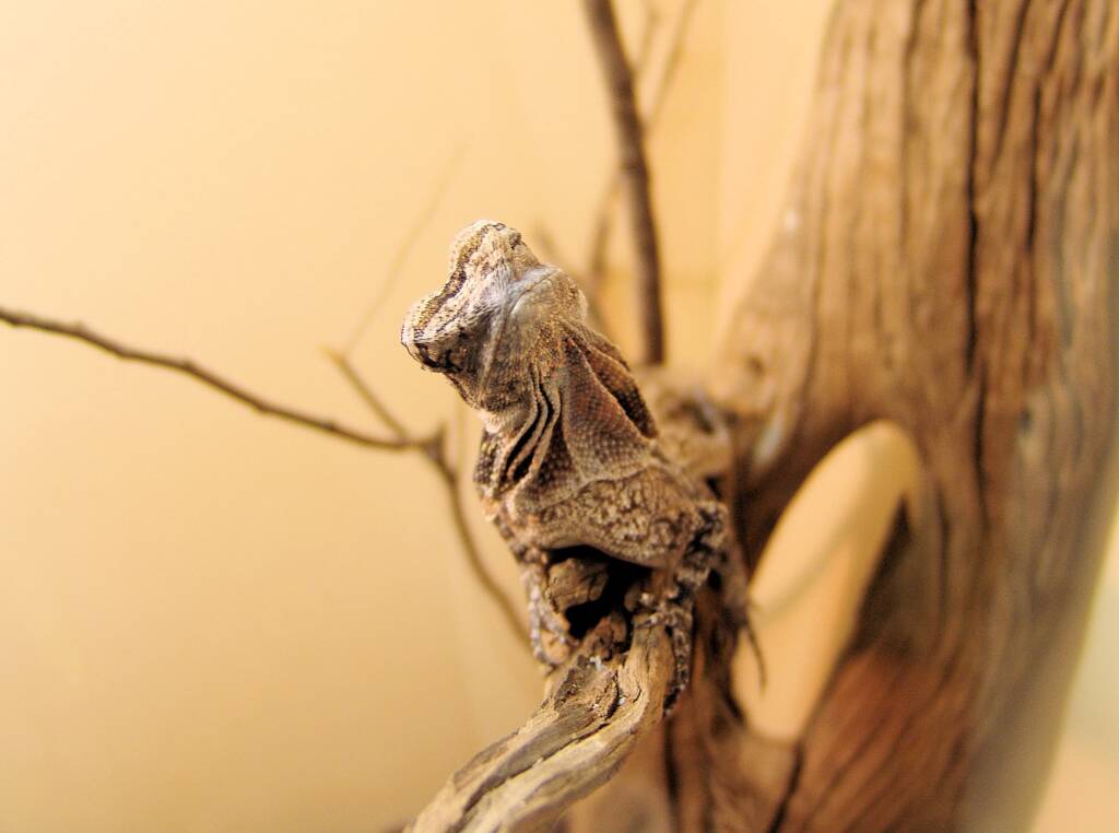Juvenile Frilled Neck Lizard (Chlamydosaurus kingii)