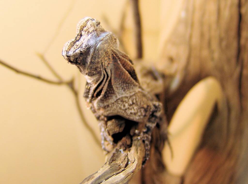 Juvenile Frilled Neck Lizard (Chlamydosaurus kingii)