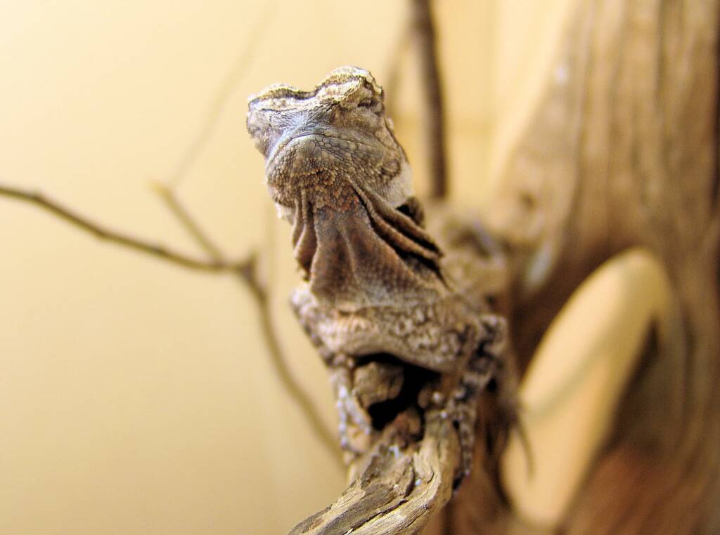 Juvenile Frilled Neck Lizard (Chlamydosaurus kingii)