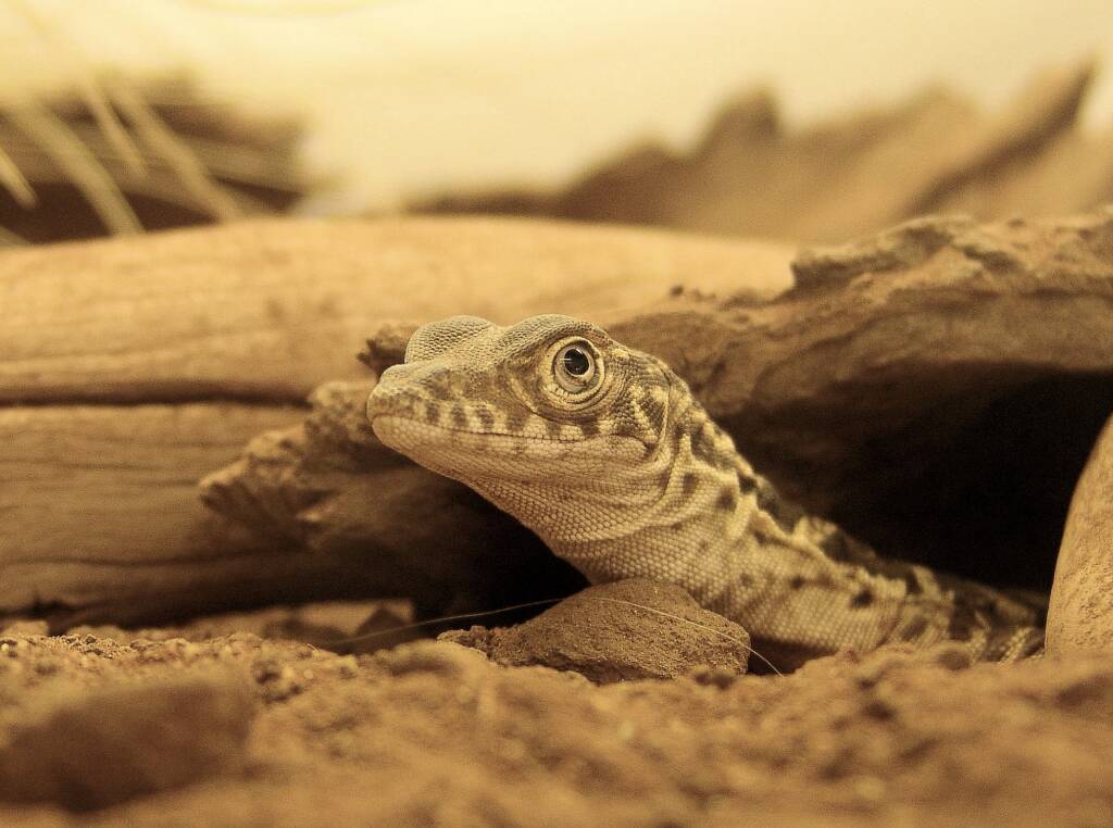 Juvenile Spencer's Goanna (Varanus spenceri), Alice Springs Reptile Centre