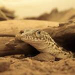 Juvenile Spencer's Goanna (Varanus spenceri), Alice Springs Reptile Centre