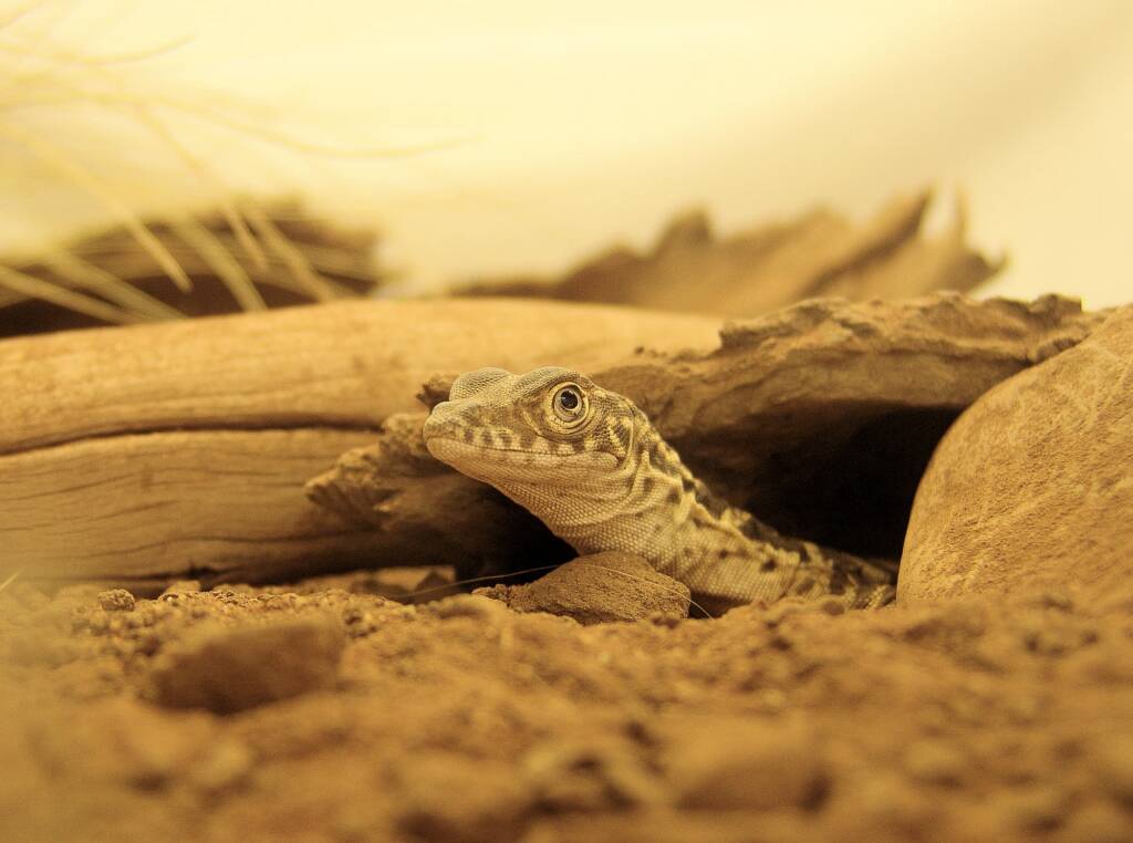 Juvenile Spencer's Goanna (Varanus spenceri), Alice Springs Reptile Centre