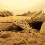 Juvenile Spencer's Goanna (Varanus spenceri), Alice Springs Reptile Centre