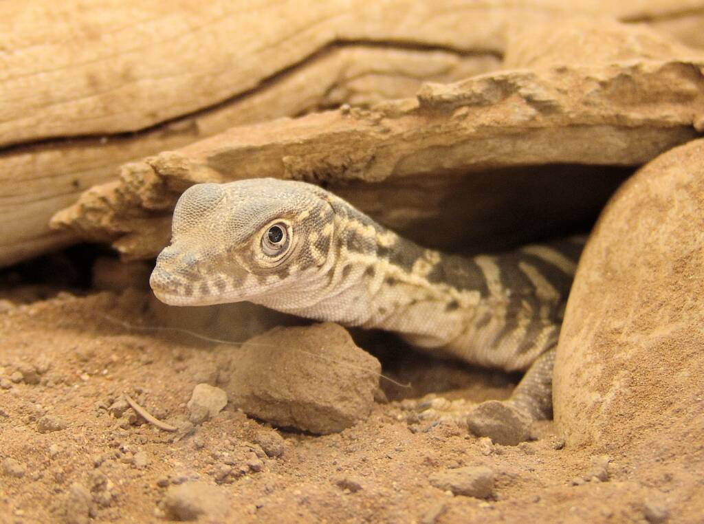 Juvenile Spencer's Goanna (Varanus spenceri), Alice Springs Reptile Centre