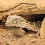Juvenile Spencer's Goanna (Varanus spenceri), Alice Springs Reptile Centre
