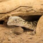 Juvenile Spencer's Goanna (Varanus spenceri), Alice Springs Reptile Centre
