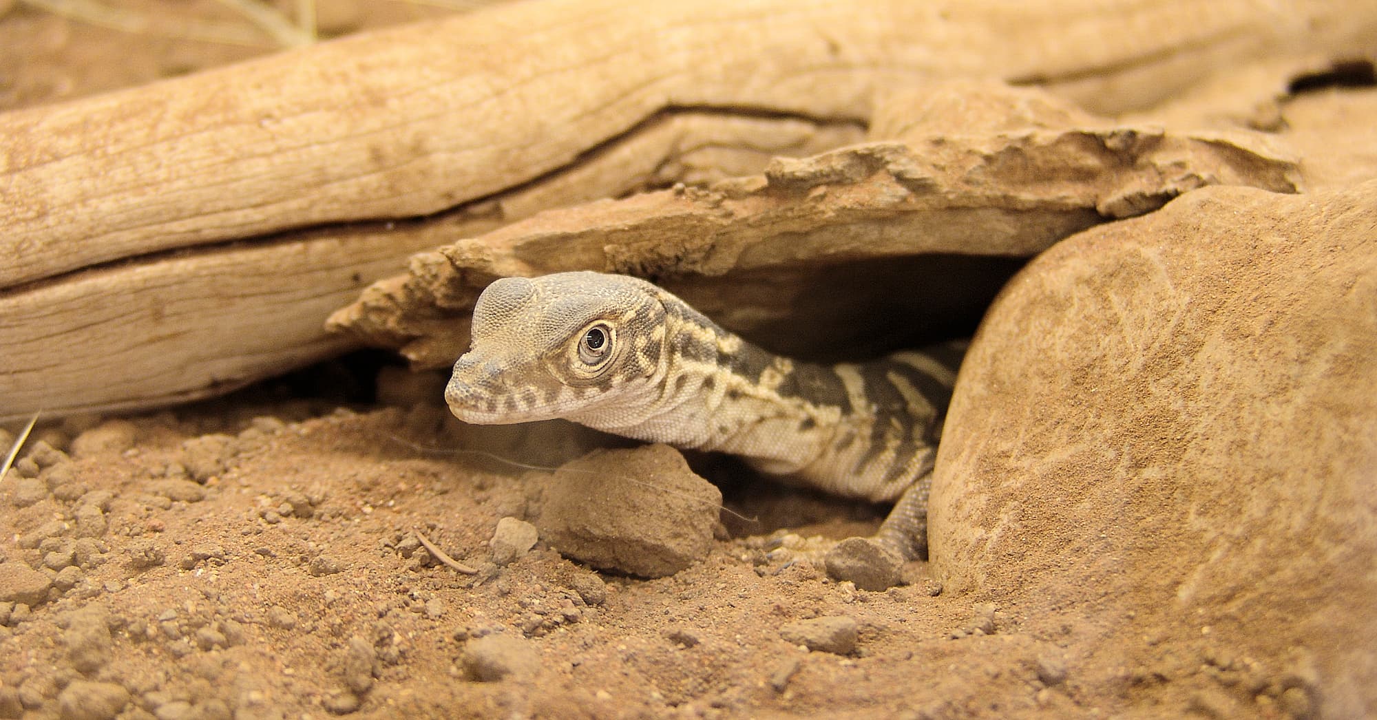 Juvenile Spencer's Goanna (Varanus spenceri), Alice Springs Reptile Centre