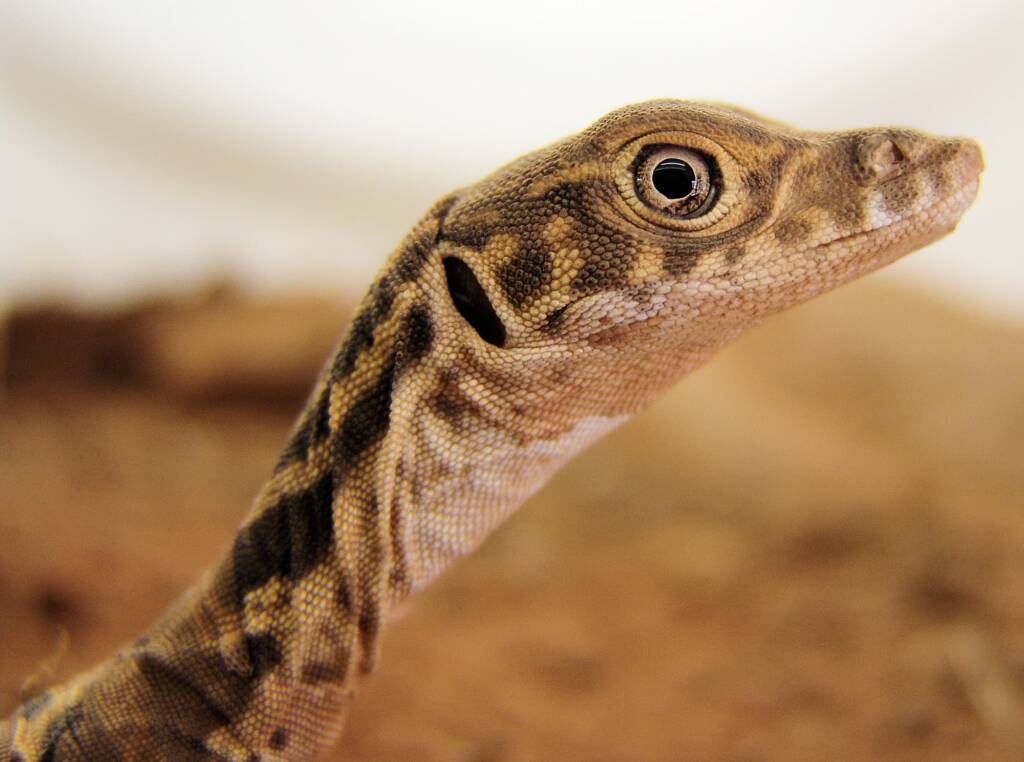 Juvenile Spencer's Goanna (Varanus spenceri), Alice Springs Reptile Centre