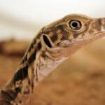 Juvenile Spencer's Goanna (Varanus spenceri), Alice Springs Reptile Centre