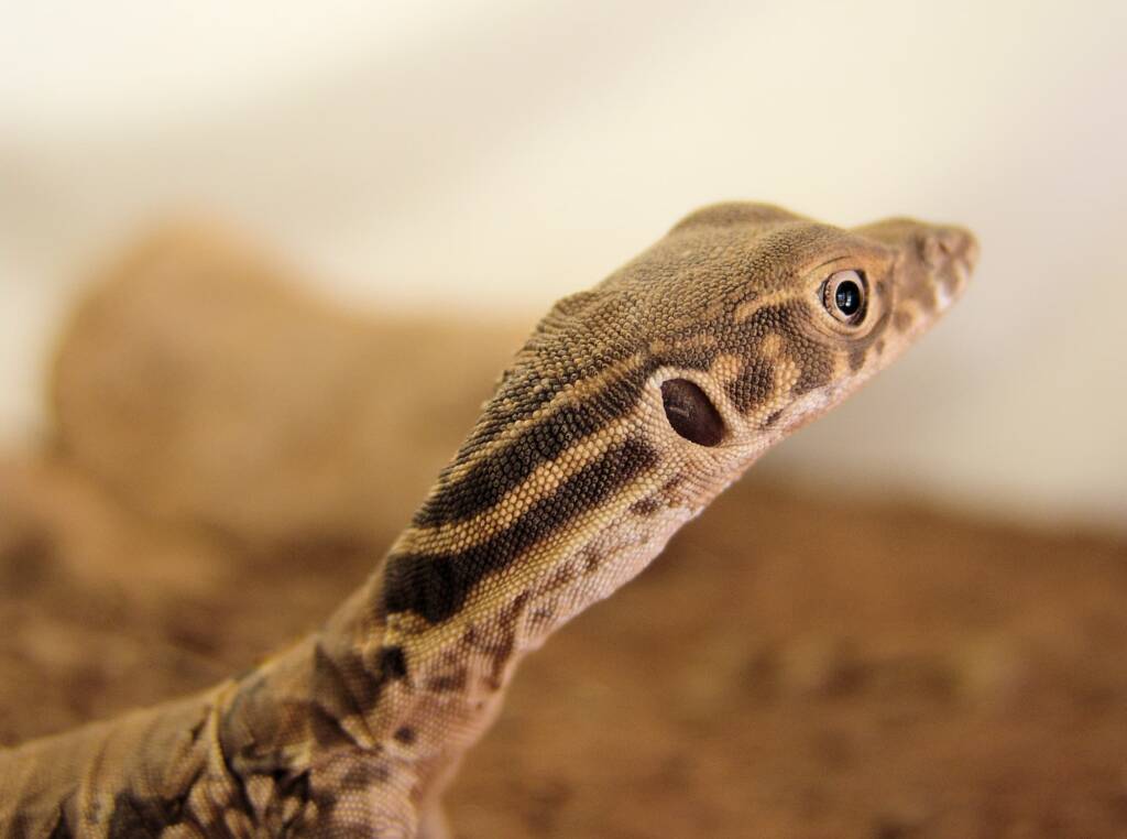 Juvenile Spencer's Goanna (Varanus spenceri), Alice Springs Reptile Centre