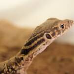 Juvenile Spencer's Goanna (Varanus spenceri), Alice Springs Reptile Centre