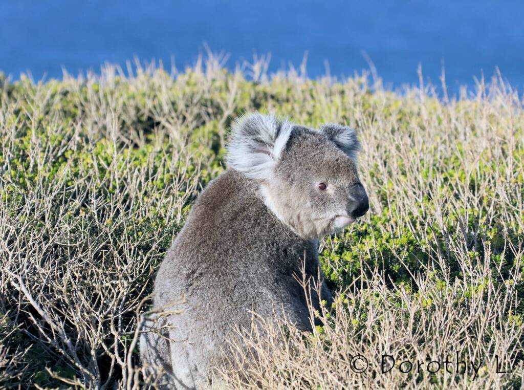 Koala (Phascolarctos cinereus)